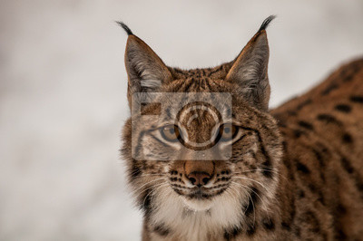 RT$ek Lyn Lynx
